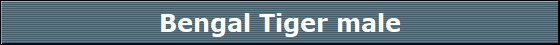 Bengal Tiger male