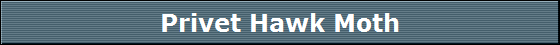 Privet Hawk Moth
