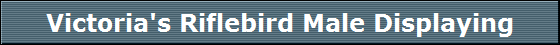 Victoria's Riflebird Male Displaying