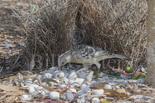 Great Bowerbird