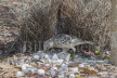 Great Bowerbird