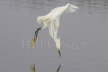 Snowy Egret 'Dip Feeding'