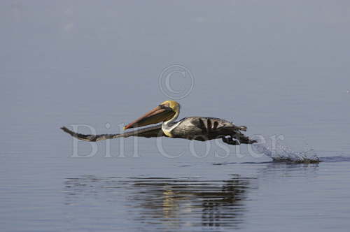 Brown Pelican Leap