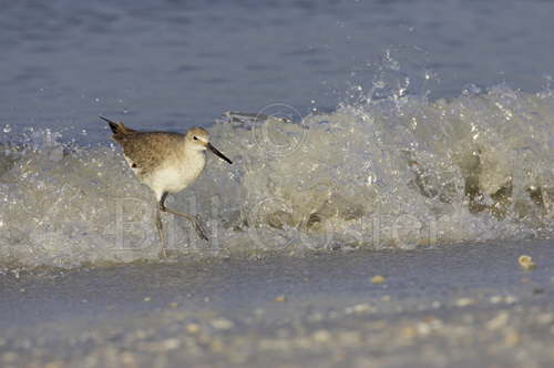 Willet and Wave