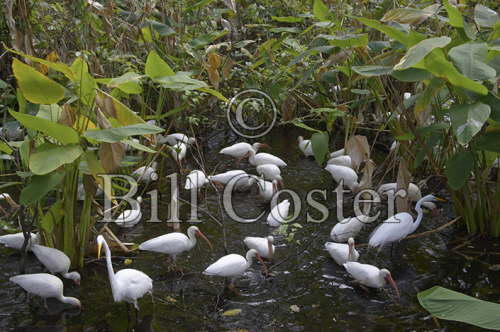 White Ibis and Egrets Feeding