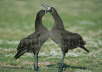 Blackfooted Albatross Display