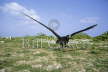 Blackfooted Albatross Take Off