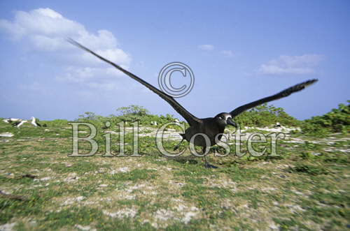Blackfooted Albatross Take Off