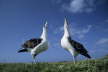 Laysan Albatross Display