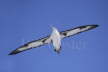 Laysan Albatross Flight