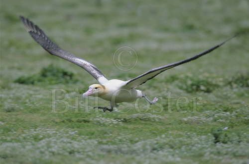 Short Tailed Albatross Taking Off