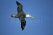 Waved Albatross in Flight