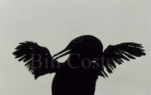 Flightless Cormorant 
