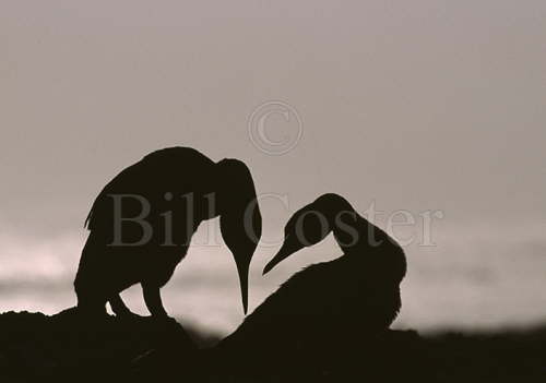 Flightless Cormorant Pair