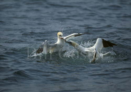 Gannets Fighting Over Fish