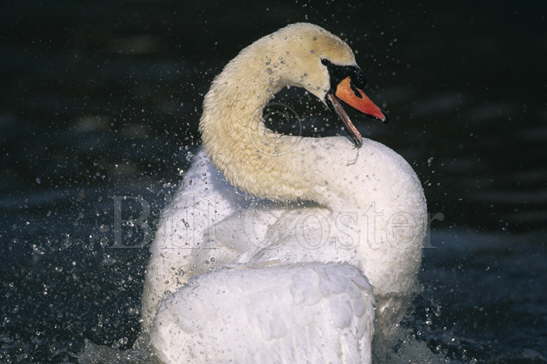 Mute Swan Bathing