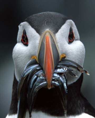 Puffin with Fish