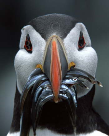 Puffin with fish