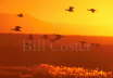 Snow Geese - Dawn Flight