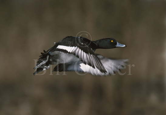 Tufted Duck