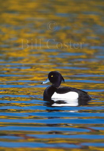 Tufted Duck and Yellow Water