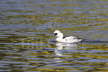Smew and Yellow Water