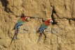 Red and Green Macaws on Clay Lick