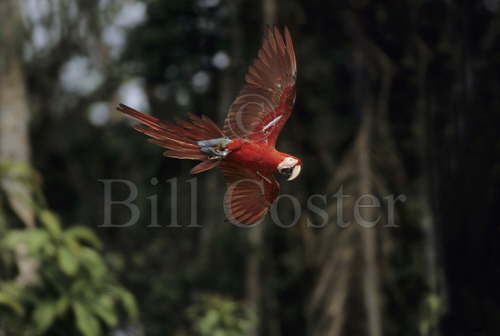Red and Green Macaw in Flight