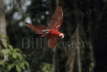Red and Green Macaw in Flight