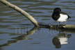 Tufted Duck at Rest