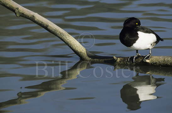 Tufted Duck