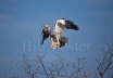 Pale Chanting Goshawk