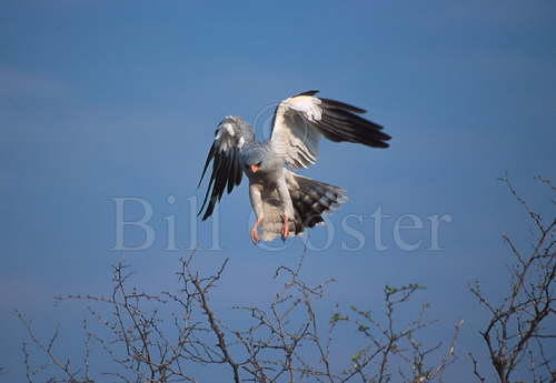 Pale Chanting Goshawk