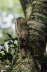 Long Tailed Potoo