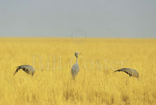 Blue Cranes