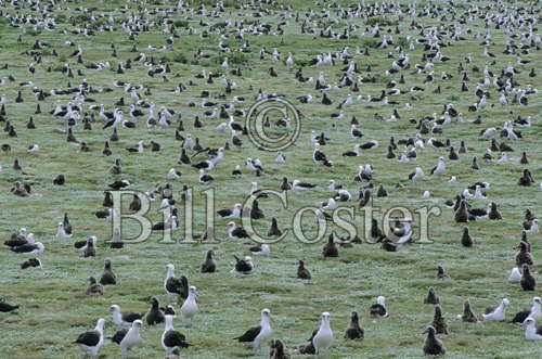 Laysan Albatross Breeding Grounds