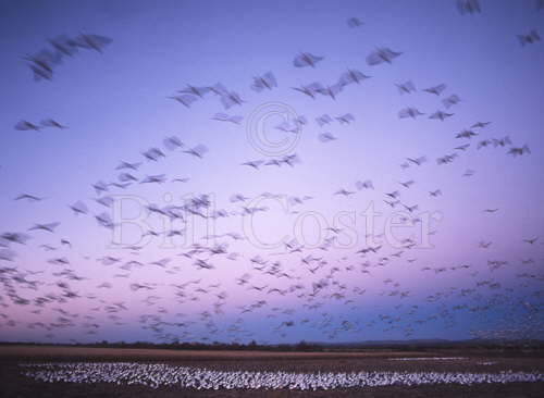 Snow Geese - Evening Flight