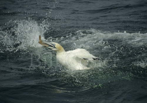 Gannet with Fish