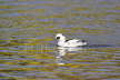 Smew and Yellow Water
