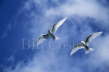 Fairy Terns in Flight