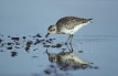 Grey Plover