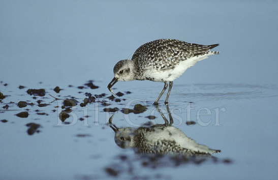 Grey Plover