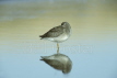 Redshank Roosting