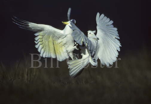 Sulphur-crested Cockatoo