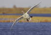 Whooper Swan Flight