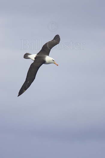 Black-browed Albatross