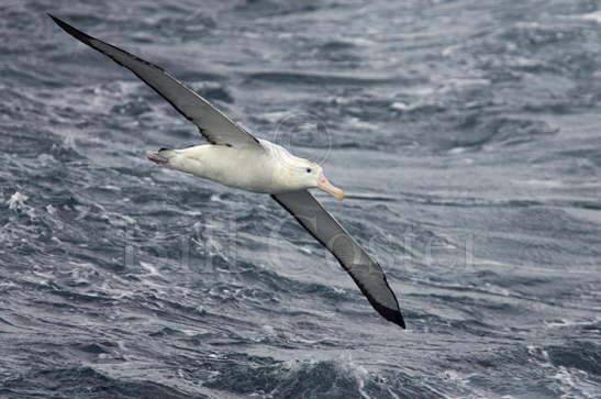 Wandering Albatross