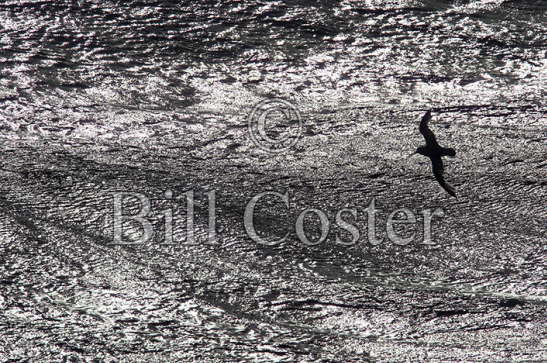 Antarctic Fulmar