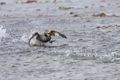 Falklands Flightless Steamer Duck