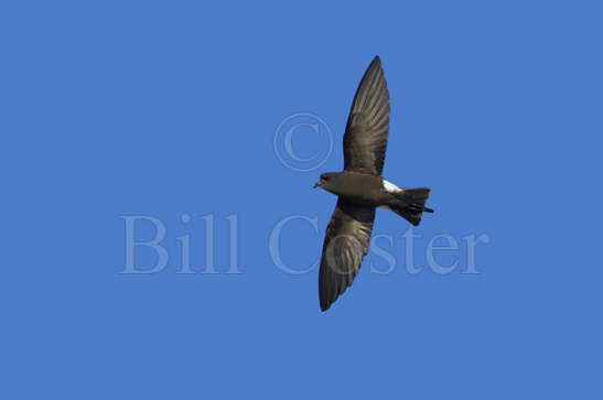 Wilson's Storm Petrel